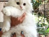 Scottish Fold Highland Safkan Secereli Anne Babadan Cattery