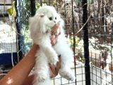Scottish Fold Highland Safkan Secereli Anne Babadan Cattery
