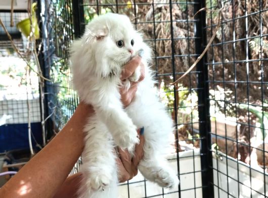 Scottish Fold Highland Safkan Secereli Anne Babadan Cattery görsel