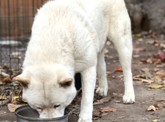 Safkan Amerikan Akita görsel