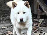 Safkan Amerikan Akita