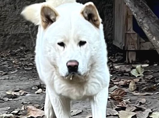 Safkan Amerikan Akita