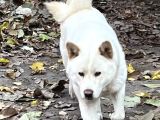 Safkan Amerikan Akita