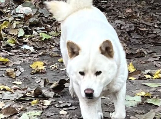 Safkan Amerikan Akita görsel