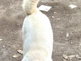 Safkan Amerikan Akita