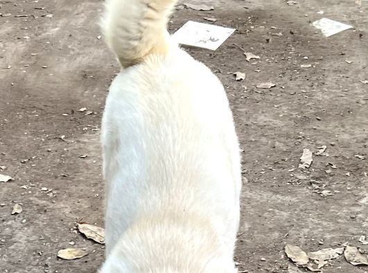 Safkan Amerikan Akita görsel