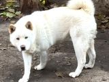 Safkan Amerikan Akita