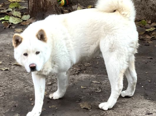 Safkan Amerikan Akita görsel