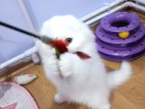 Scottish Fold Highland Safkan Secereli Anne Babadan Cattery