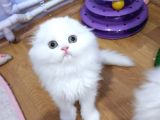 Scottish Fold Highland safkan secereli anne babadan Cattery