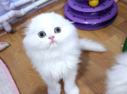 Scottish Fold Highland Safkan Secereli Anne Babadan Cattery