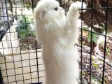 Scottish Fold Highland Safkan Secereli Anne Babadan Cattery