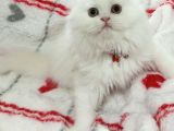 Scottish Fold Highland Safkan Secereli Anne Babadan Cattery