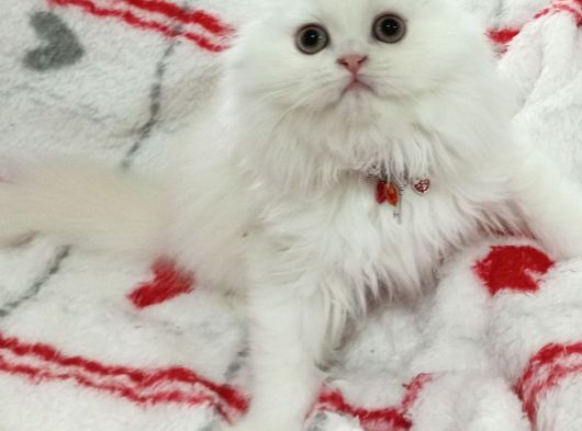Scottish Fold Highland Safkan Secereli Anne Babadan Cattery görsel
