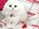 Scottish Fold Highland Safkan Secereli Anne Babadan Cattery