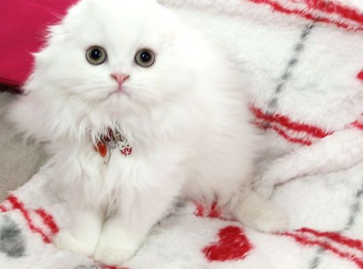 Scottish Fold Highland Safkan Secereli Anne Babadan Cattery görsel