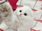 Scottish Fold Highland Safkan Secereli Anne Babadan Cattery