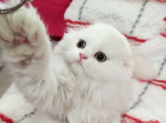 Scottish Fold Highland Safkan Secereli Anne Babadan Cattery görsel