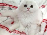 Scottish Fold Highland Safkan Secereli Anne Babadan Cattery
