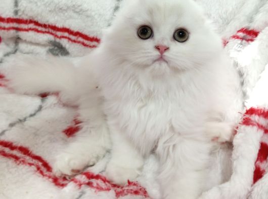 Scottish Fold Highland Safkan Secereli Anne Babadan Cattery görsel