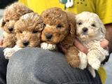 Petmode Köpek Çifrtliğinden F1 Maştipoo Yavrularımız