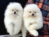 Petmode Köpek Çiftliğinde Ziyarete Açık Teddy Pomeranian