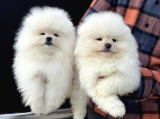 Petmode Köpek Çiftliğinde Ziyarete Açık Teddy Pomeranian görsel