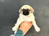 OYUN DELİSİ A KALİTE PUG MOPS YAVRULAR