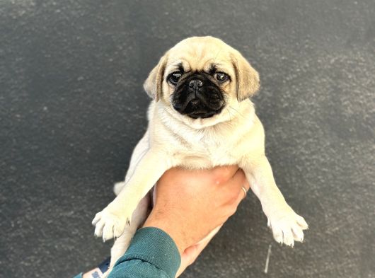 Oyun Deli̇si̇ A Kali̇te Pug Mops Yavrular