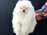 Petmode Köpek Çiftliğinde Ziyarete Açık Teddy Pomeranian