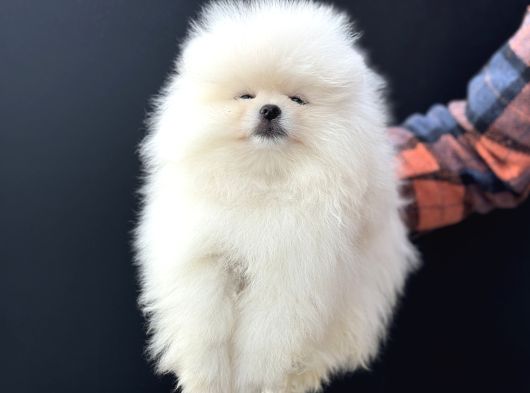 Petmode Köpek Çiftliğinde Ziyarete Açık Teddy Pomeranian görsel