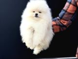 Petmode köpek çiftliğinde ziyarete açık teddy pomeranian
