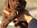 Petmode Köpek Çifrtliğinden  Kore Toy Poodle Yavrularımız
