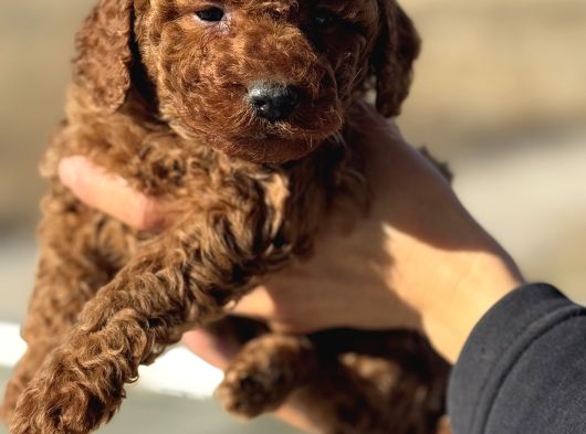 Petmode Köpek Çifrtliğinden  Kore Toy Poodle Yavrularımız görsel