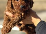 Petmode Köpek Çifrtliğinden  Kore Toy Poodle Yavrularımız