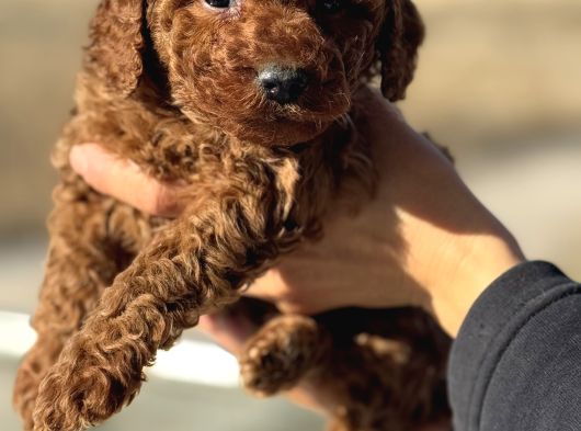 Petmode Köpek Çifrtliğinden  Kore Toy Poodle Yavrularımız görsel