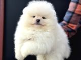 Petmode Köpek Çiftliğinde Ziyarete Açık Teddy Pomeranian