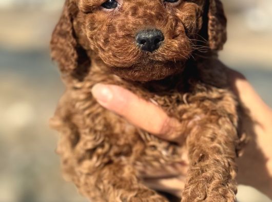 Petmode Köpek Çifrtliğinden  Kore Toy Poodle Yavrularımız görsel