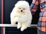 Petmode Köpek Çiftliğinde Ziyarete Açık Teddy Pomeranian