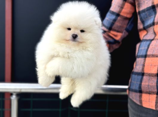 Petmode Köpek Çiftliğinde Ziyarete Açık Teddy Pomeranian görsel
