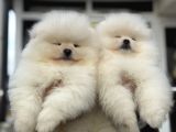 Petmode Köpek Çiftliğinde Ziyarete Açık Teddy Pomeranian