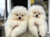 Petmode Köpek Çiftliğinde Ziyarete Açık Teddy Pomeranian