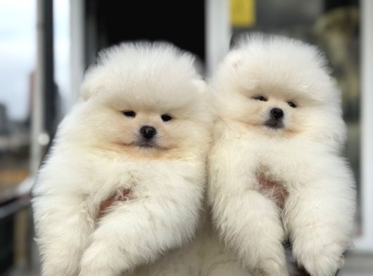 Petmode Köpek Çiftliğinde Ziyarete Açık Teddy Pomeranian görsel