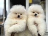 Petmode Köpek Çiftliğinde Ziyarete Açık Teddy Pomeranian