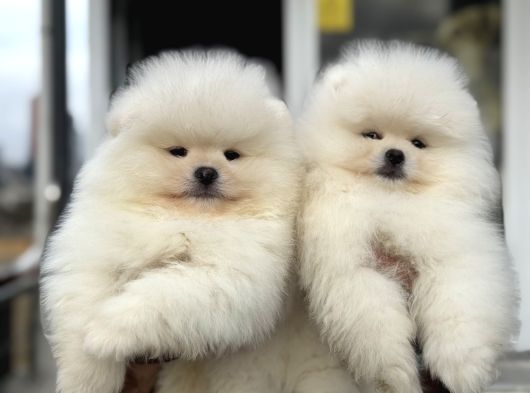 Petmode Köpek Çiftliğinde Ziyarete Açık Teddy Pomeranian görsel