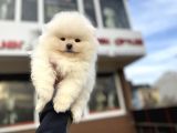 Petmode Köpek Çiftliğinde Ziyarete Açık Teddy Pomeranian