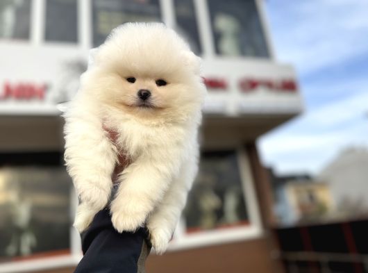 Petmode Köpek Çiftliğinde Ziyarete Açık Teddy Pomeranian görsel