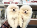 Petmode Köpek Çiftliğinde Ziyarete Açık Teddy Pomeranian