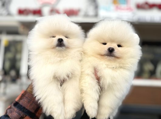 Petmode Köpek Çiftliğinde Ziyarete Açık Teddy Pomeranian görsel