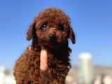 Petmode Köpek Çifrtliğinden  Kore Toy Poodle Yavrularımız